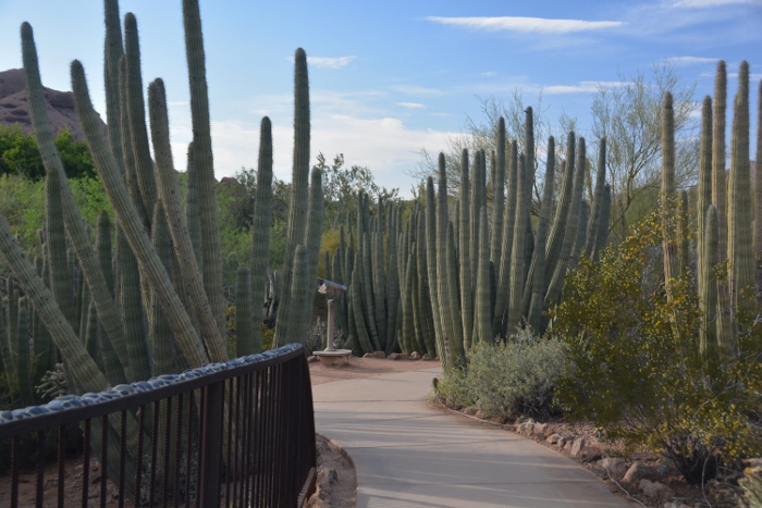 trail of organ pipe cactus
